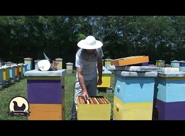 Iskustva profi-pčelara: Formiranje i nega prirodnog, veštačkog i trutovskog roja tokom leta